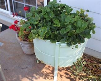 plant in basin/tub