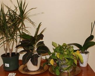 succulents-plants