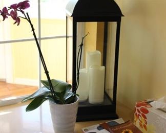 lantern-orchid