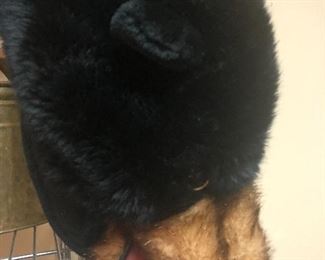 Bear Hat....everyone needs one of these