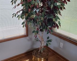 FICUS