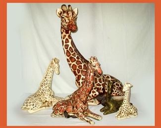 Extra Large Giraffe and a Cute Family of Giraffes