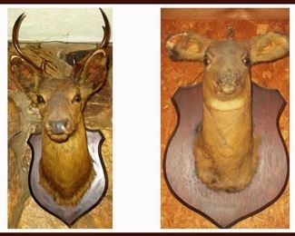 Pair of Taxidermy Mounted Deer Heads