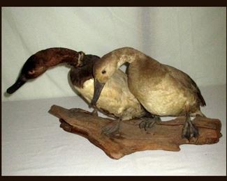 Pair of Taxidermy Ducks, One needs his poor little neck repaired