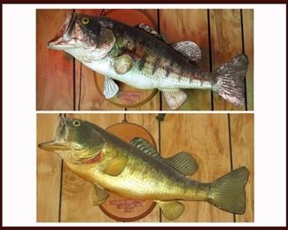 Pair of Taxidermy Fish