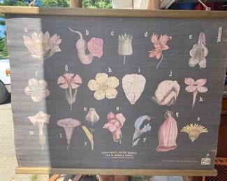botanical print