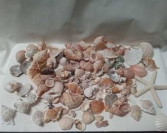 https://connect.invaluable.com/randr/auction-lot/seashells-clams-conch-shells_6844DBCB6B