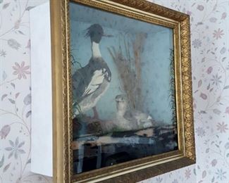 Taxidermy diorama of pair of Red-breasted Merganser