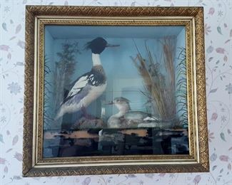 Taxidermy diorama of pair of Red-breasted Merganser