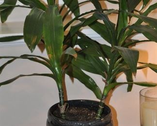 CORN STALK PLANT IN A TWO TONED GRAY CERAMIC PLANTER.  PLANTER IS 7"H X 8"DIA.  OUR PRICE $25.00