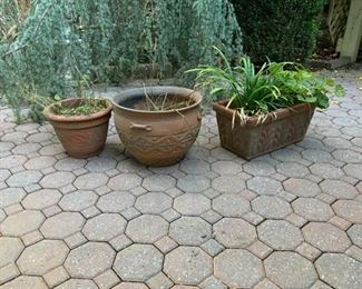 Patio Pots and Plant
