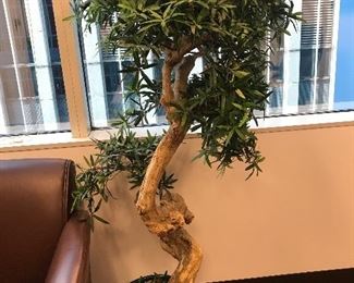 $45 exceptionally healthy tree