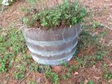 One of several great half barrel planters
