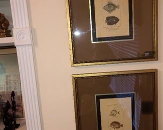 vintage fish prints nicely framed