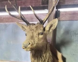 Several taxidermy pieces available