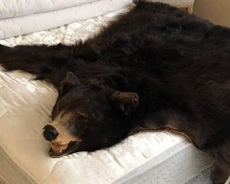 Vintage Authentic Bear Rug