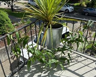 Wonderful pot and plant $80