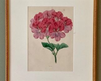 Item 19:  Botanical prints from Florist Magazine, 1836, hand colored engravings, 13" x 17.5": $75ea