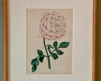 Item 19:  Botanical prints from Florist Magazine, 1836, hand colored engravings, 13" x 17.5": $75ea