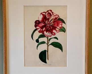 Item 19:  Botanical prints from Florist Magazine, 1836, hand colored engravings, 13" x 17.5": $75ea