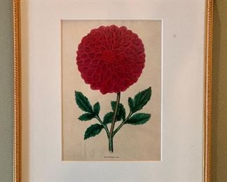 Item 19:  Botanical prints from Florist Magazine, 1836, hand colored engravings, 13" x 17.5": $75ea