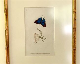 Item 46:  “Butterflies from Donavan’s Natural History, c. 1820, hand colored copperplate etchings” orig paid ~300 each: $75