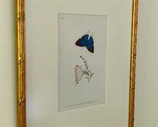 Item 46:   “Butterflies from Donavan’s Natural History, c. 1820, hand colored copperplate etchings” orig paid ~300 each: $75