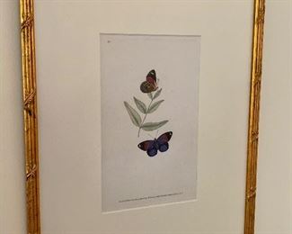 Item 46:   “Butterflies from Donavan’s Natural History, c. 1820, hand colored copperplate etchings” orig paid ~300 each: $75
