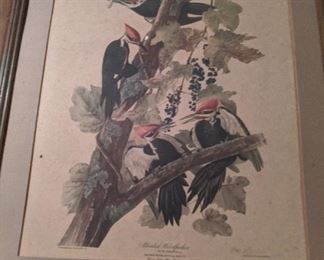 Assorted Bird Themed Prints