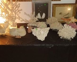 Coral collection available at presale $400.00