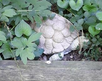 Turtle outside
