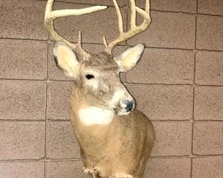 Deer Taxidermy Left Mount $200.00