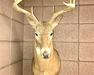 Straight on Taxidermy Deer $200.00