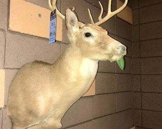Taxidermy Deer Right Mount $200.00