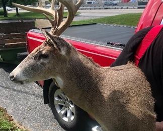 Left Mount Taxidermy Deer Head Mount $250.00