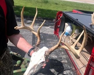 European Mount Deer Head 8 point $150.00