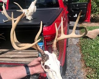 European Deer Mount $150.00