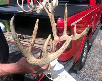 European Head Mount $150.00