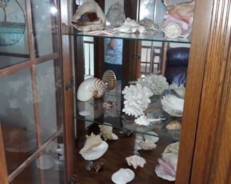 Nice sea shells collection