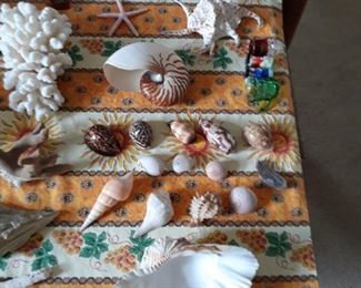 Sea shells, nautilus, coral