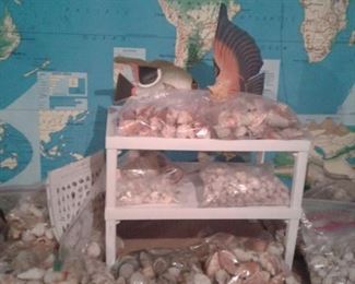 So many seashells!