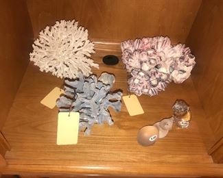 Shells And Coral
