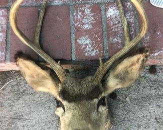 Deer Head