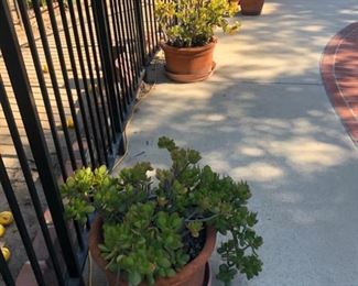 Plants, Plants, Plants.......