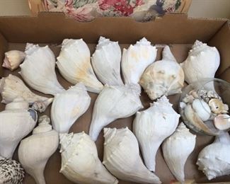 Seashells.