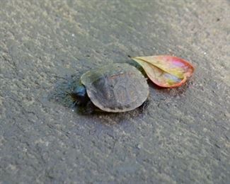 Our little visitor today...on his way to the creek!