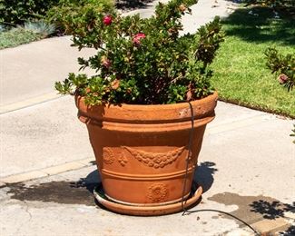 LARGE Potted Plants