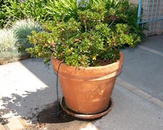 LARGE Potted Plants