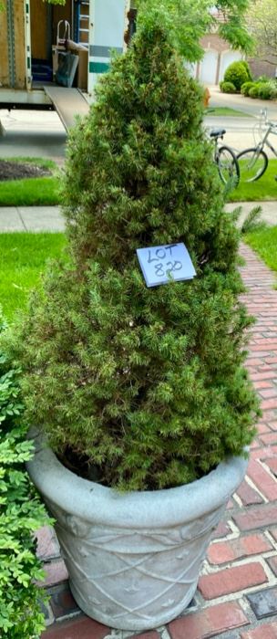 Lot 820 $300.00 Signed, concrete planter, with established decorative live fir tree