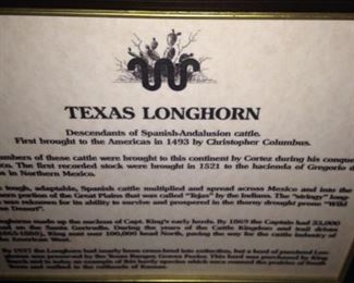 Information about the Texas Longhorn